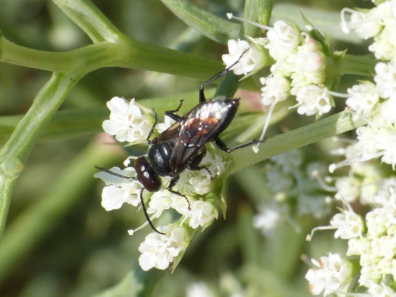 Maschio di Astata boops picea